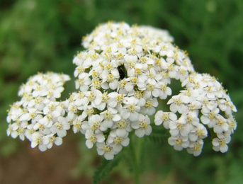 Achillea Millefolium Extract