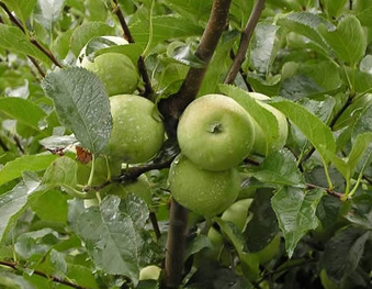 Apple Root Extract