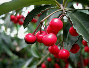 Ardisia crenata Extract