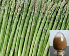 Asparagus powder extract