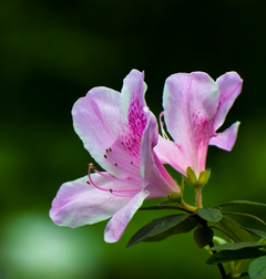 Azalea extract