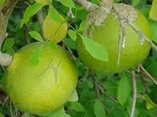 Bengal quince