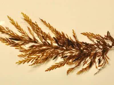 Bladderwrack Extract