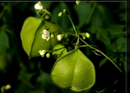 Cardiospermum halicacabum flower extract