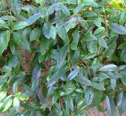 Caulis Piperis Kadsurae Extract