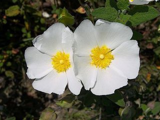 Cistus Ladaniferus Extract