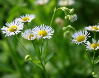 Climbing Groundsel Herb Extract