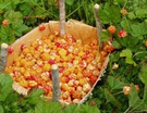 Cloudberry Extract