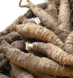 Coastal Glehnia Root Extract