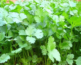 Coriander Extract