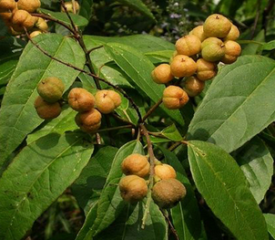 Croton Tiglium Extract