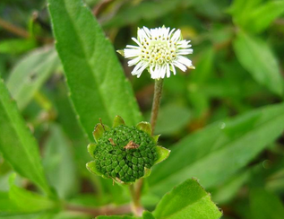 Eclipta Prostrata Extract