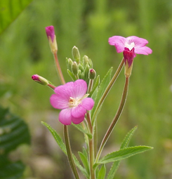 Epilobium Parviflorum Extract