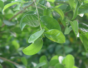 Ficus Microcarpa Extract