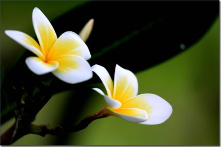 Frangipani Extract