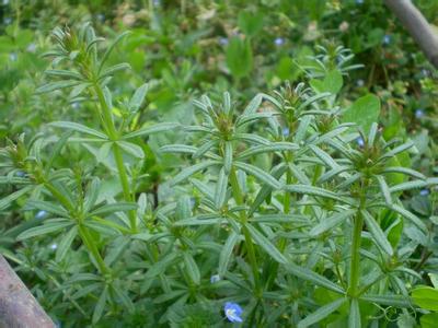 Galium Aparine Extract