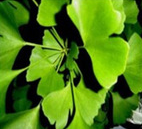 Gingko Biloba Extract