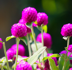 Globe Amaranth Flower Extract