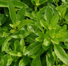 Gynura Procumbens Extract