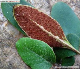Herba Pyrrosiae Extract