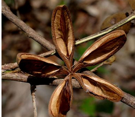 Heterophyllous Wing Seedtree Root Extract