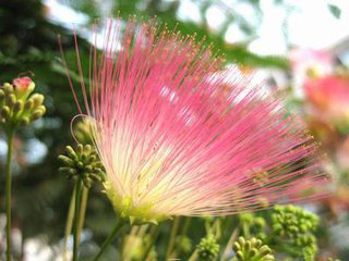 Hibiscus Flower Extract