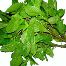 Holy Basil Leaf Extract