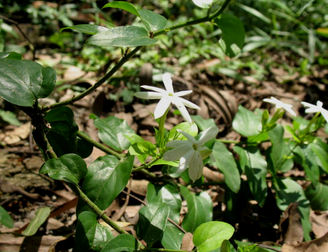 Jasminum Amplexicaule Extract