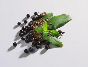 Juniper berry Extract