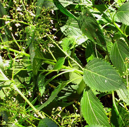 Linearstripe Rabdosia Herb Extract