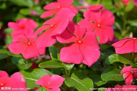 Madagascar Periwinkle Herb Extract
