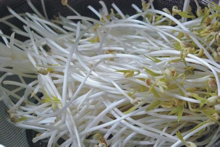 Mung Bean Sprout Extract