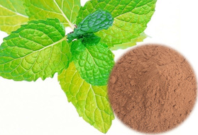 100% Natural Herba Menthae Extract