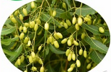 Neem Fruit Powder