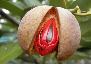 Nutmeg Extract