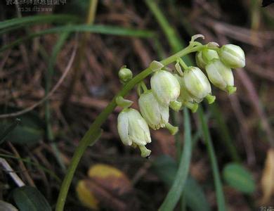 Orthilia Secunda Extract