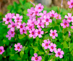 Oxalis corniculata Extract