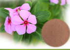 Periwinkle Herb Extract