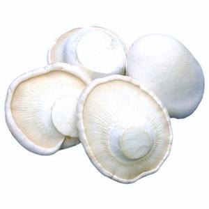 Pleurotus Nebrodensis Extract