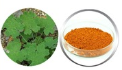 Plumepoppy Extract