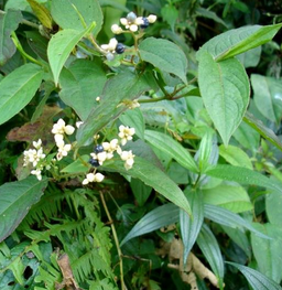 Polygonum Chinense Extract