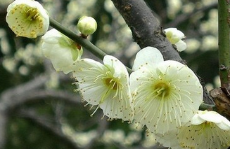 Prunus Mume Extract