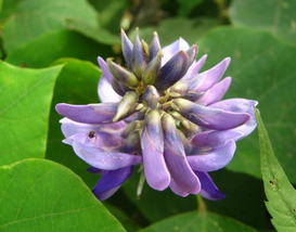 Pueraria Flower Extract