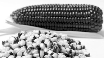 Purple Corn Seed Extract