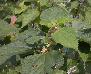 Ramie Root Extract