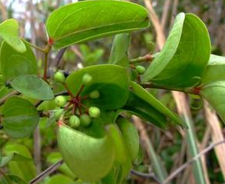 Sarsaparilla Extract