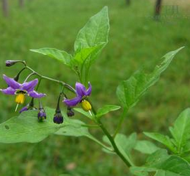 Solanum Lyratum Extract