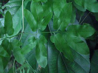 Spora Lygodii Extract