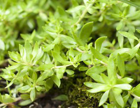 Stringy Stonecrop Herb Extract