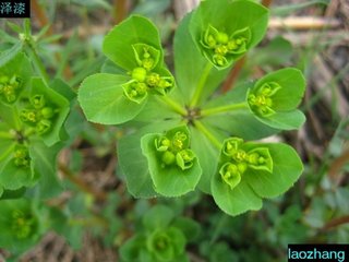 Sun Euphorbia Herb Extract